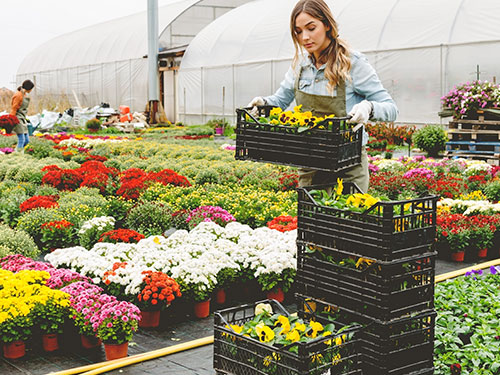 Grossiste pour fleuriste