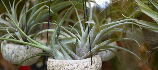 Tillandsia