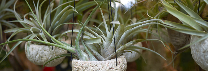 Tillandsia