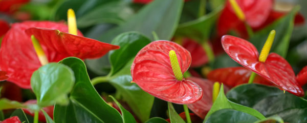 anthurium