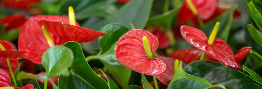 anthurium